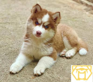 Husky Male Blue eyes