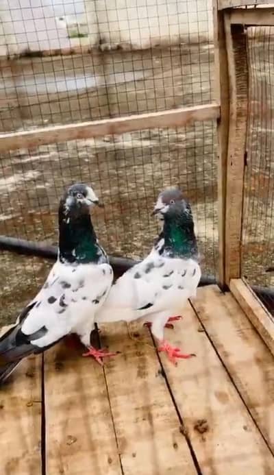 Parwazi kabooter pair