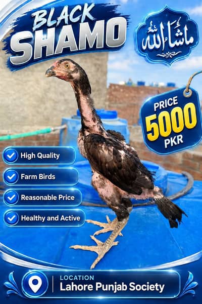 japanese Black shamo chicks available