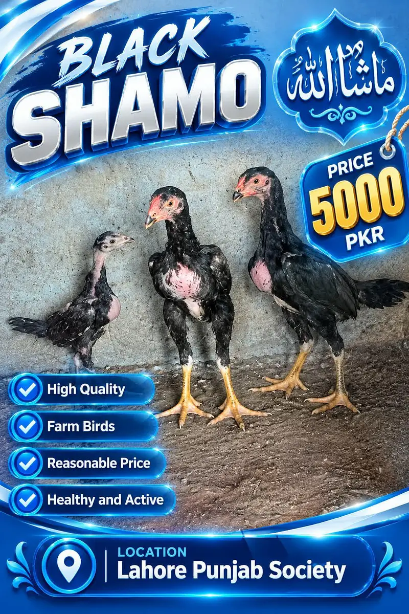 japanese Black shamo chicks available — photo 2
