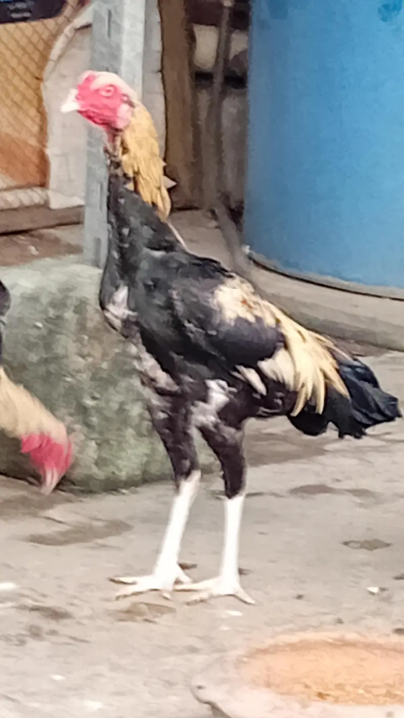 maiwali breed jawa good and active good breed pathy — photo 2
