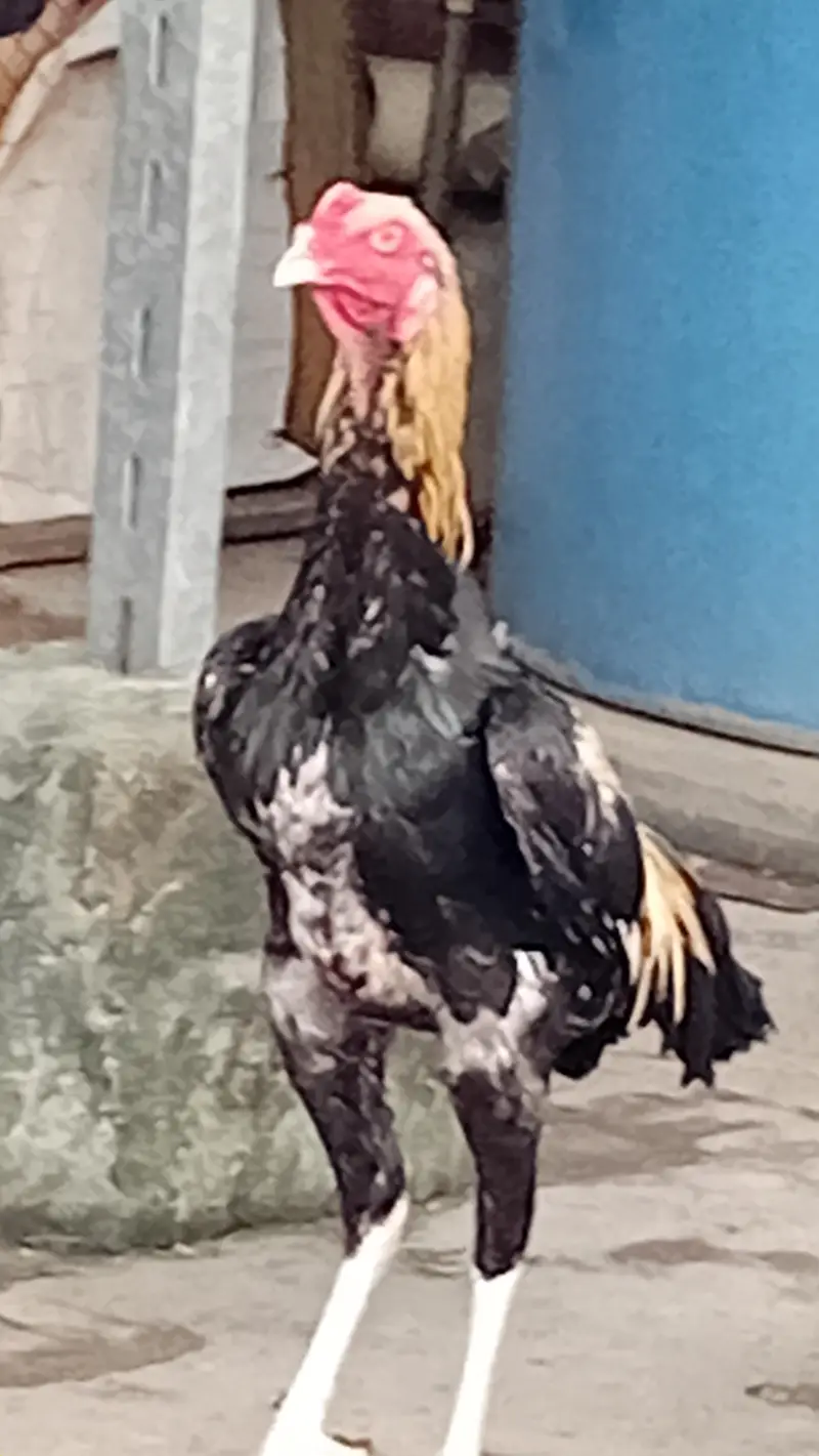 maiwali breed jawa good and active good breed pathy — photo 3