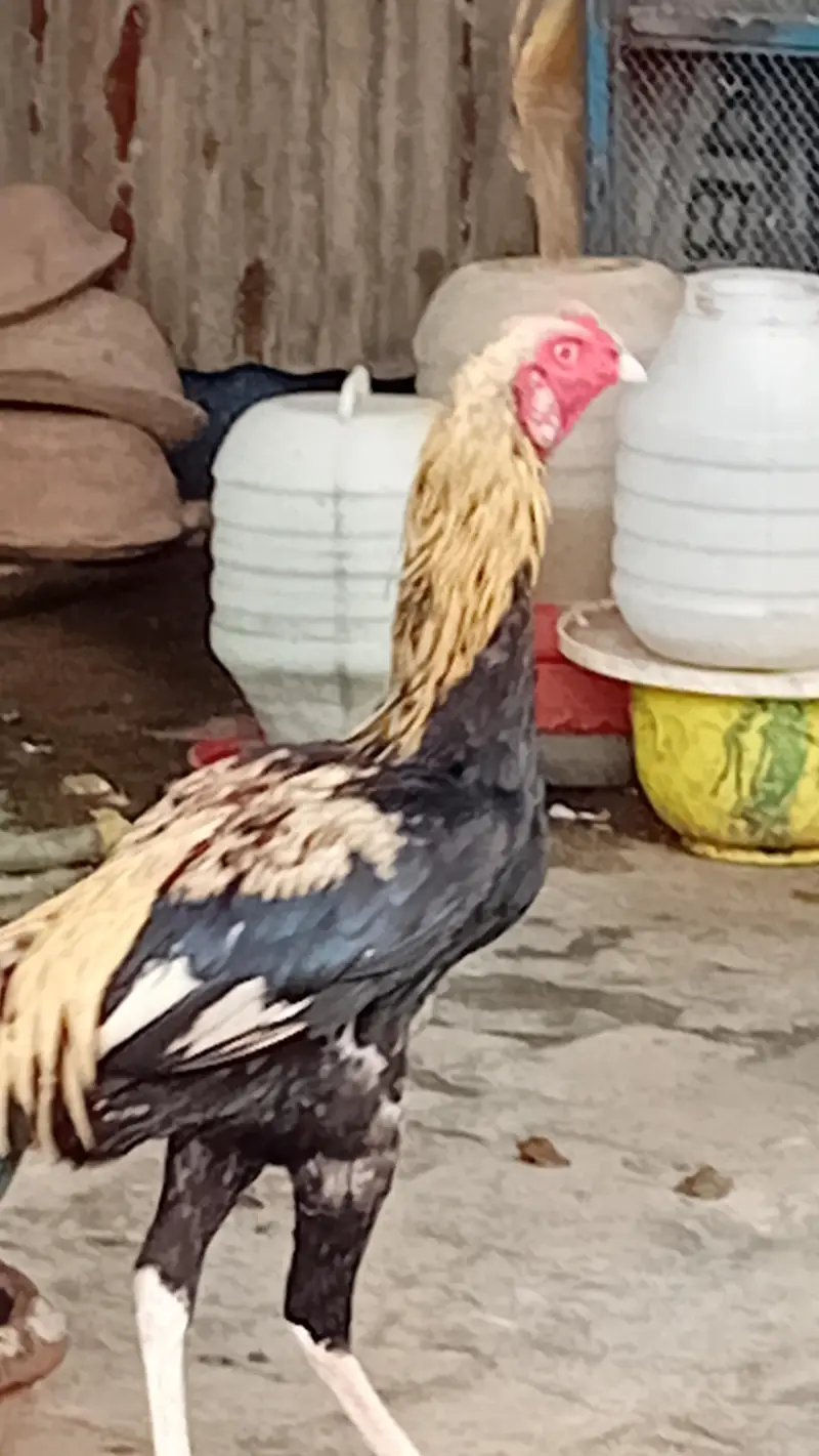 maiwali breed jawa good and active good breed pathy — photo 4