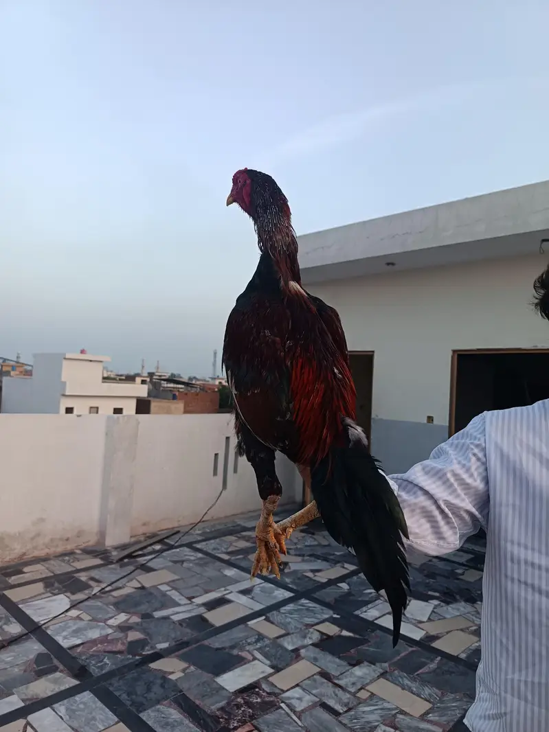 lakha extreme quality. . . smjhne wale rabty kare — photo 3