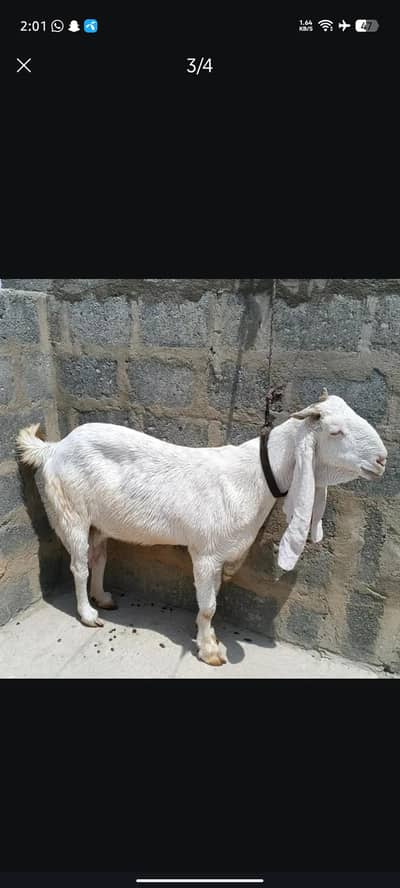 gulabi bakri available