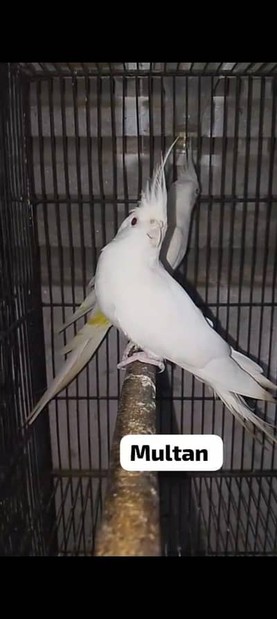 eno red eye breder pair