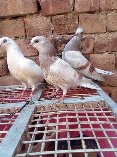 pure low fly bachye garnaty walye