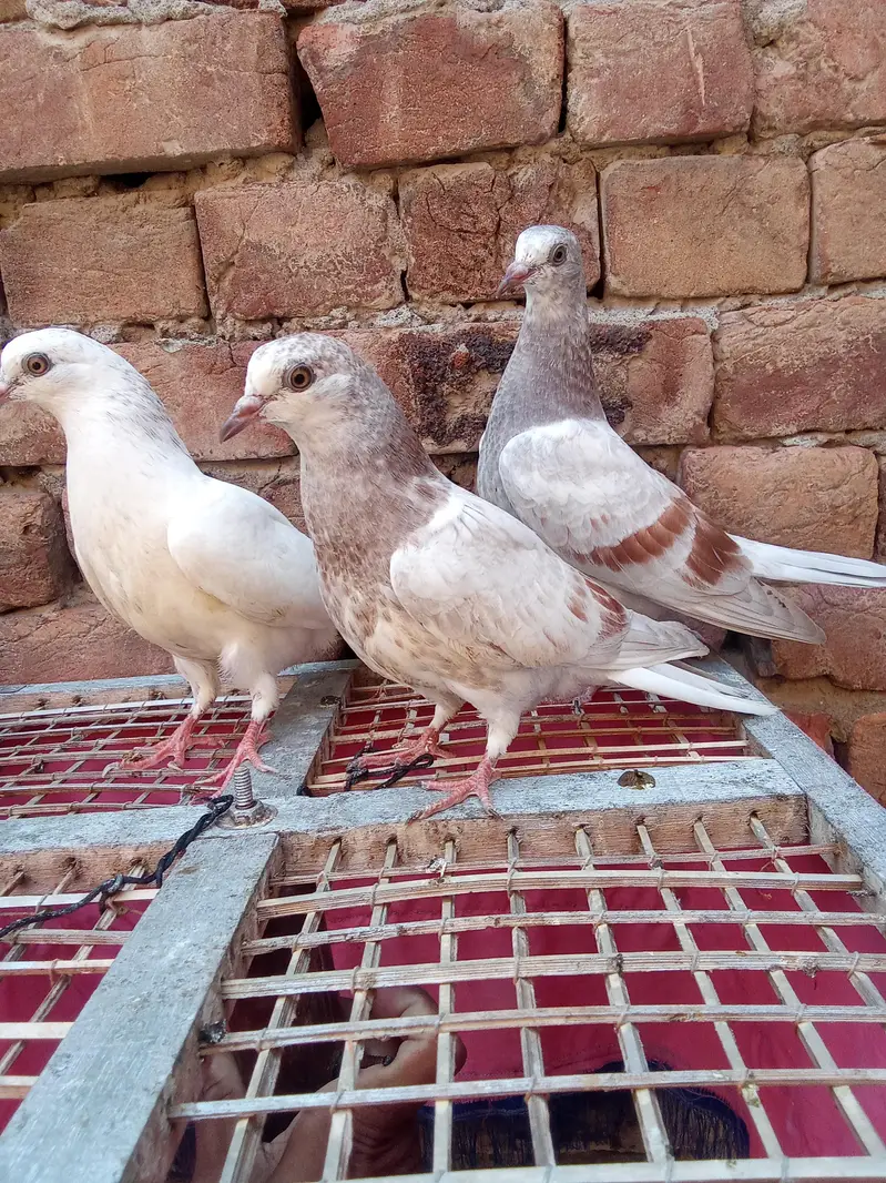 pure low fly bachye garnaty walye — photo 2