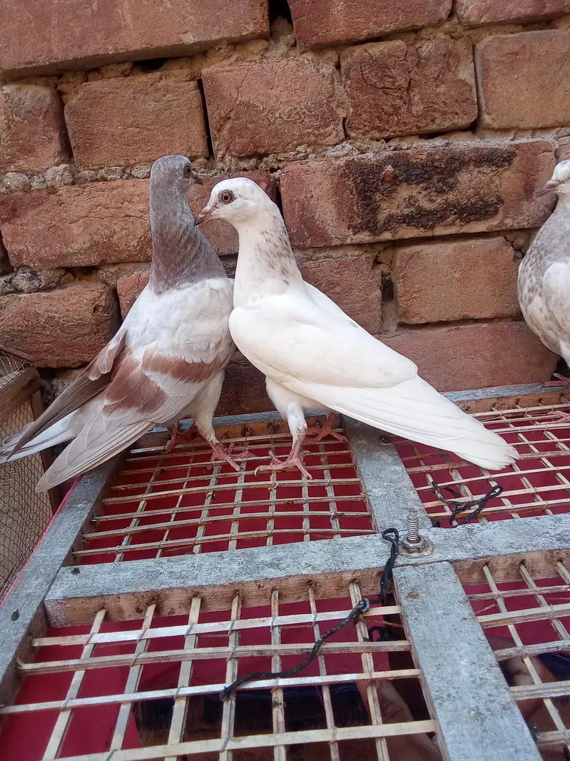pure low fly bachye garnaty walye — photo 3