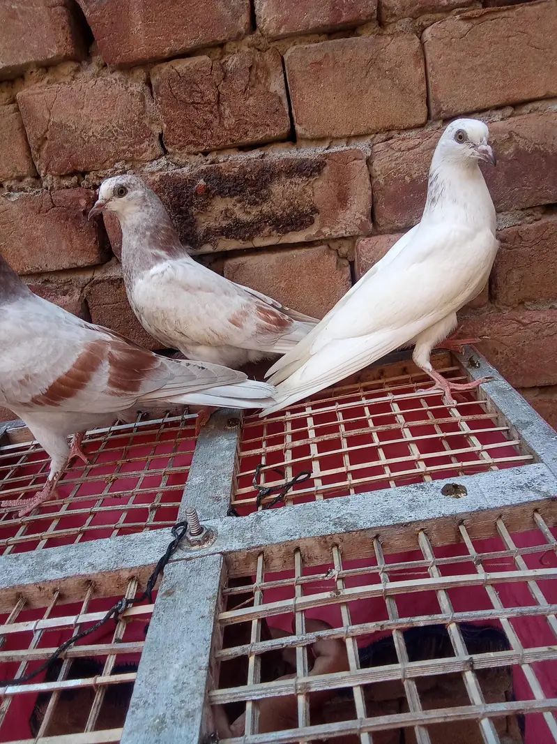 pure low fly bachye garnaty walye — photo 4
