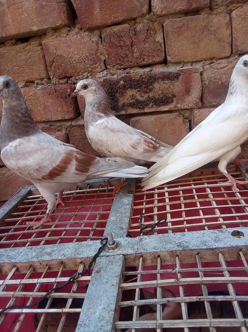 pure low fly bachye garnaty walye — photo 5