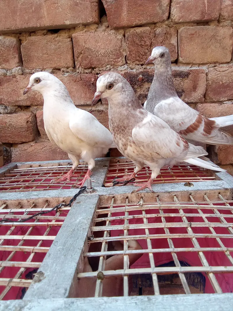 pure low fly bachye garnaty walye — photo 6