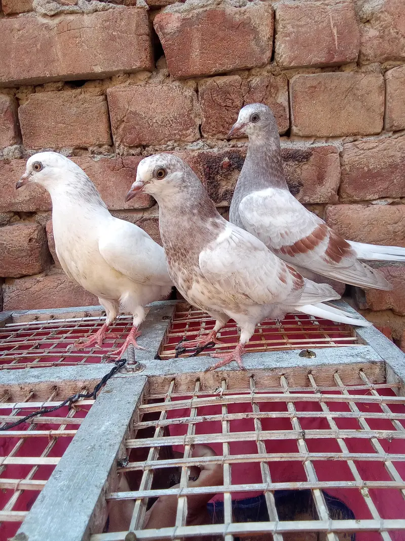 pure low fly bachye garnaty walye — photo 7