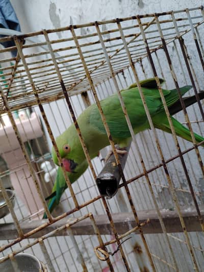 parrot pair for sale