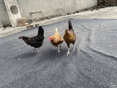 Desi Egg Laying Hens