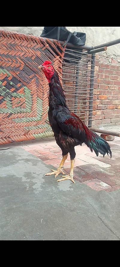 long hight patha 03154181910