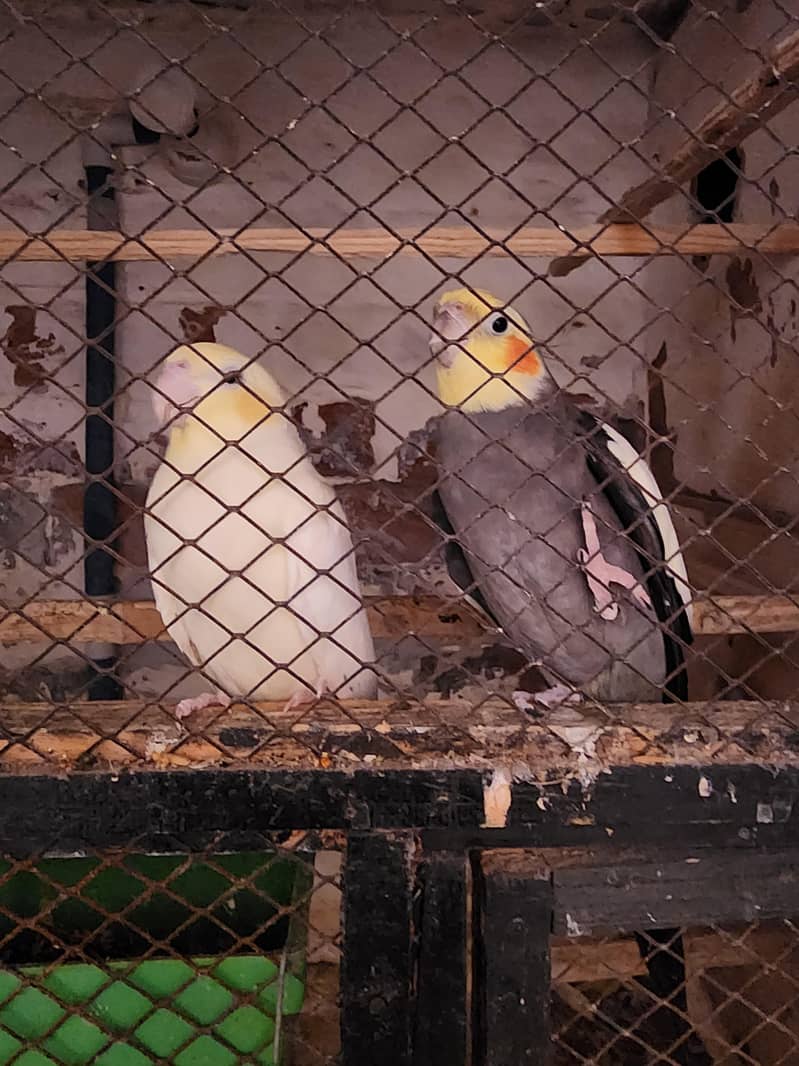 fully breeder pair 0