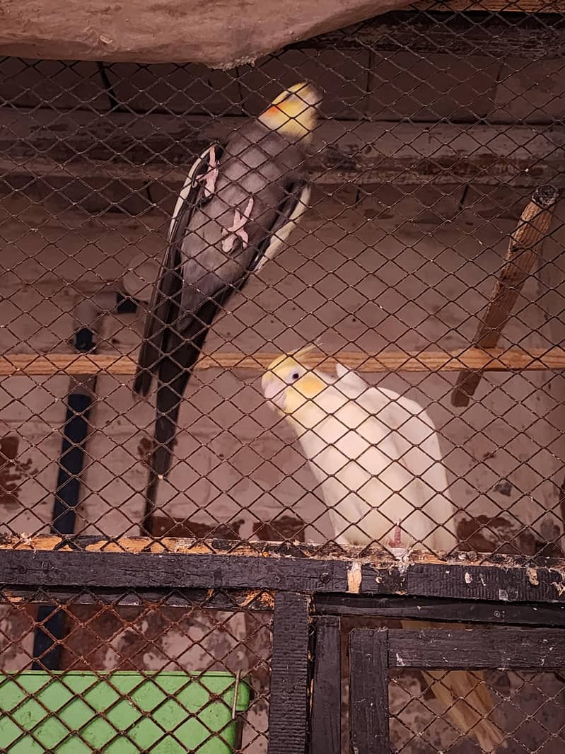 fully breeder pair 1