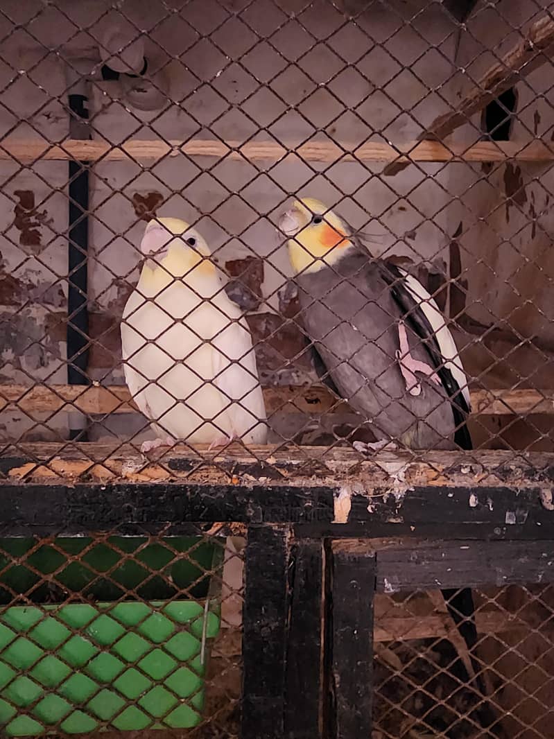 fully breeder pair 2