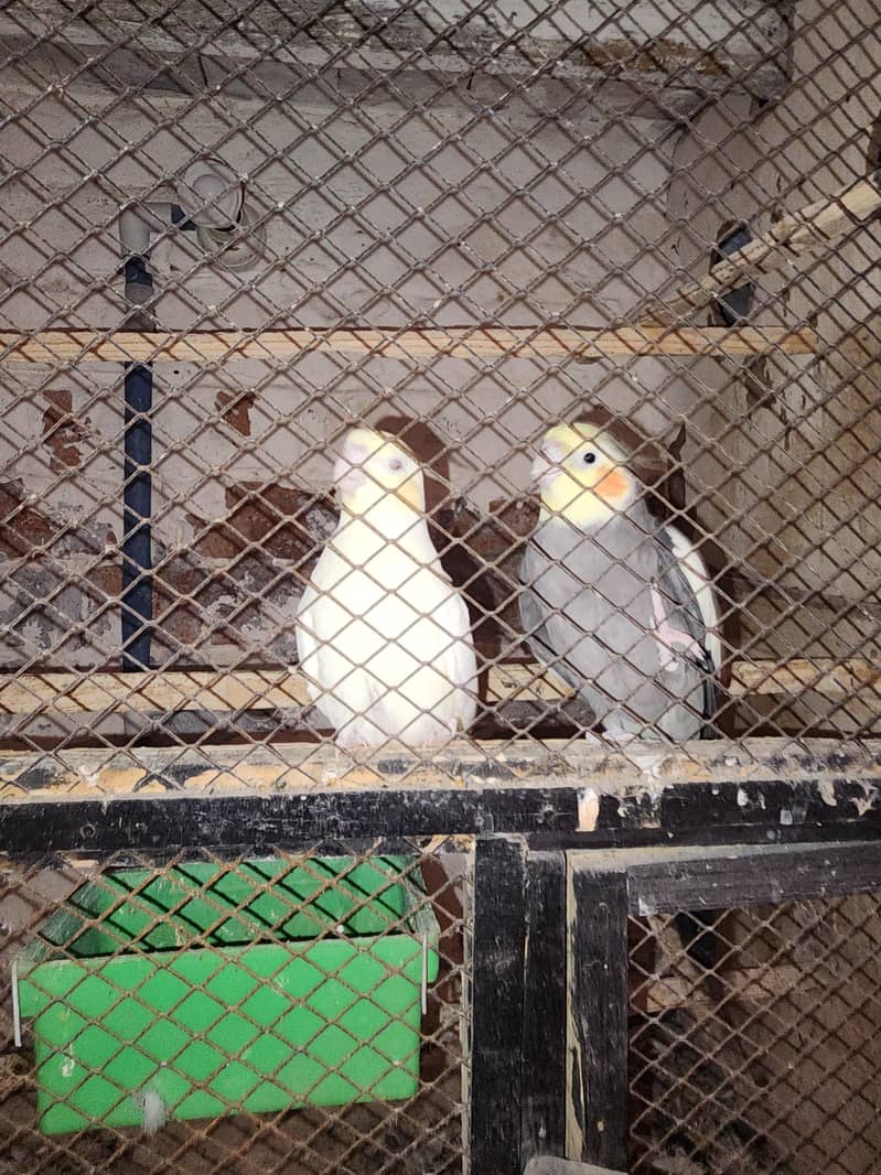 fully breeder pair 3