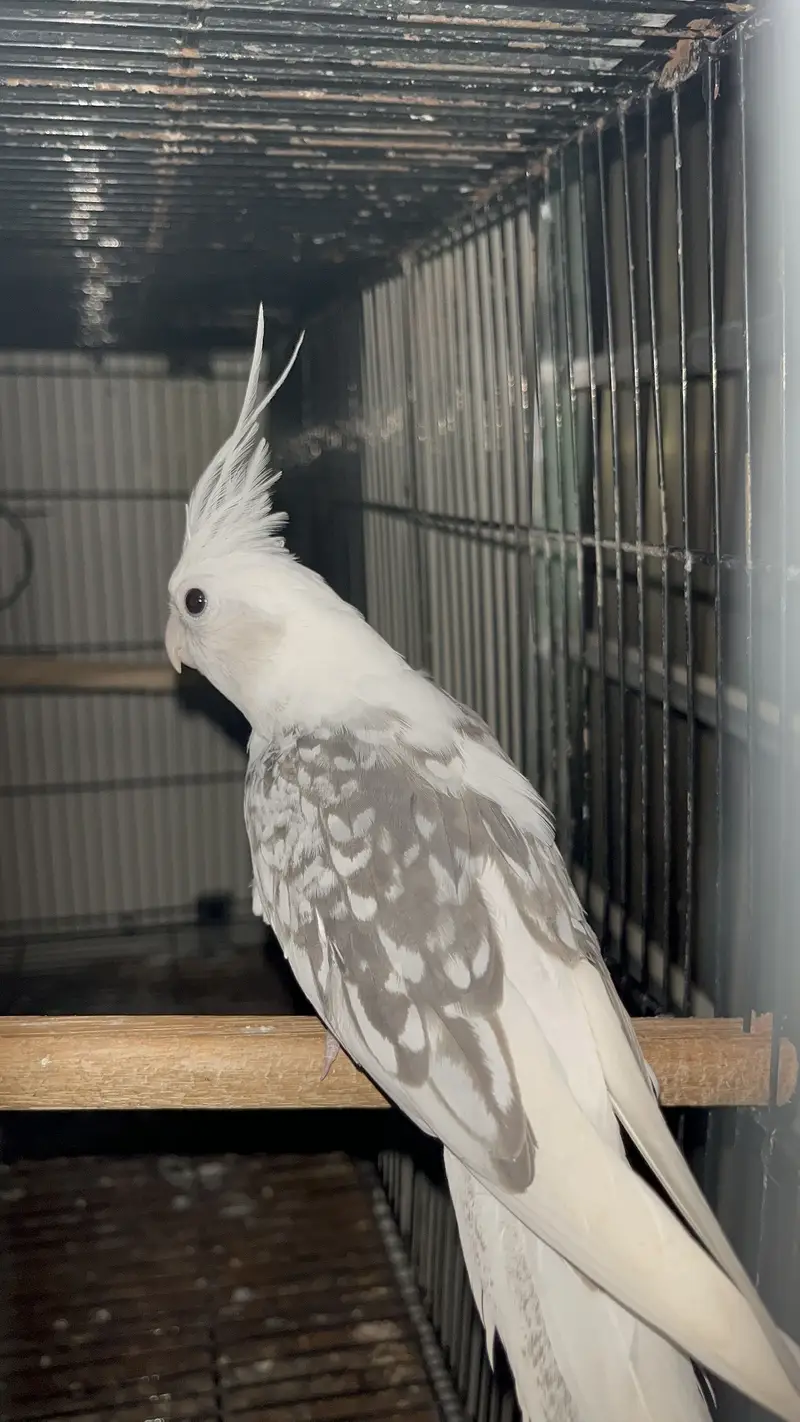Mashallah Jumbo Size Ready to Breed Pair  — photo 2