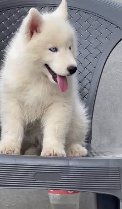 Siberian Husky Adult and Puppies