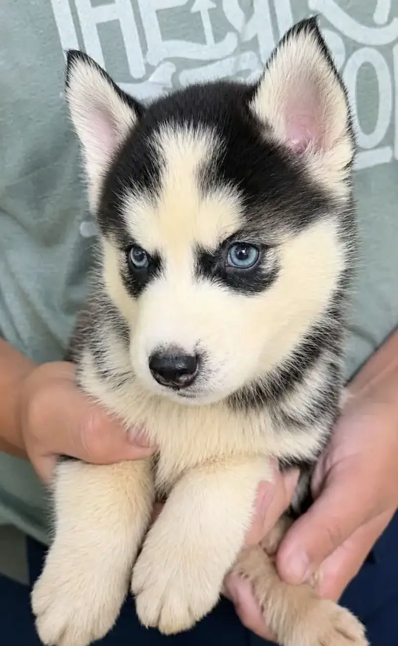 Siberian Husky Adult and Puppies — photo 2