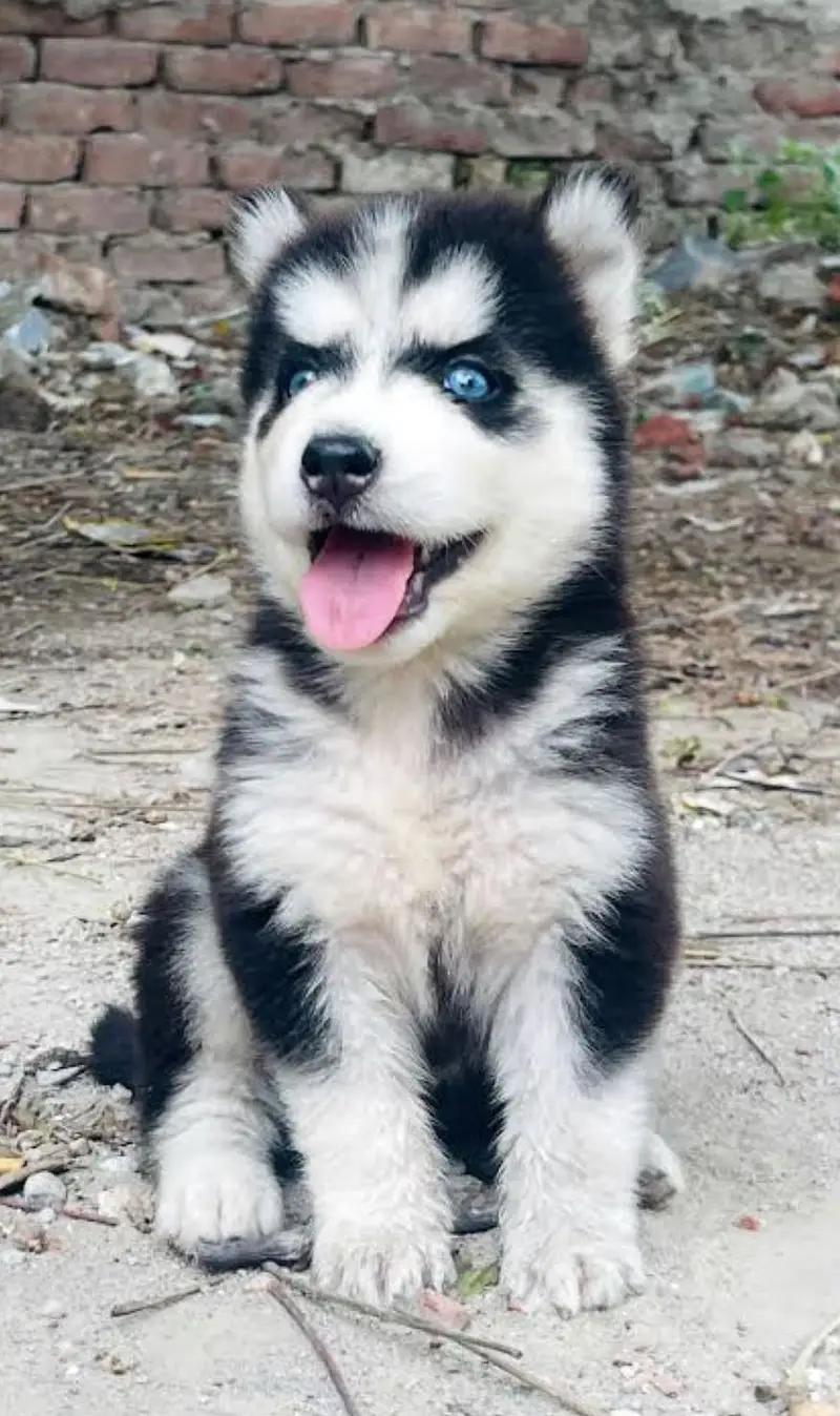 Siberian Husky Adult and Puppies — photo 3