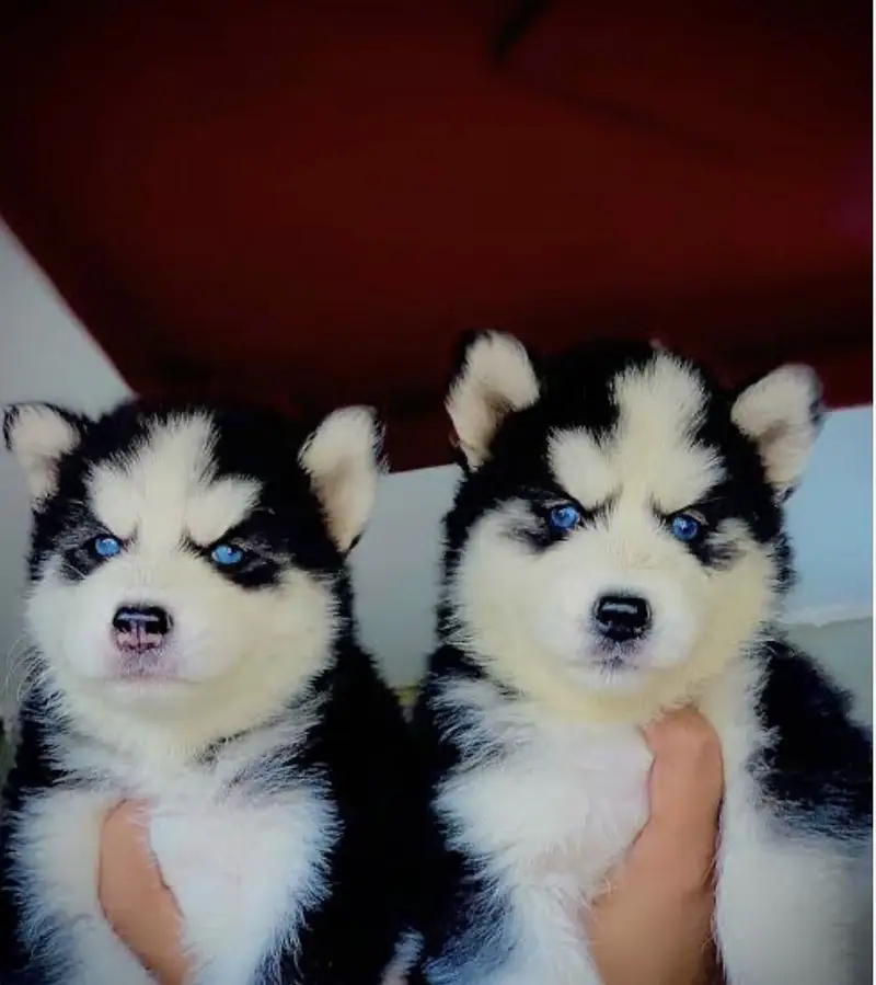 Siberian Husky Adult and Puppies — photo 4