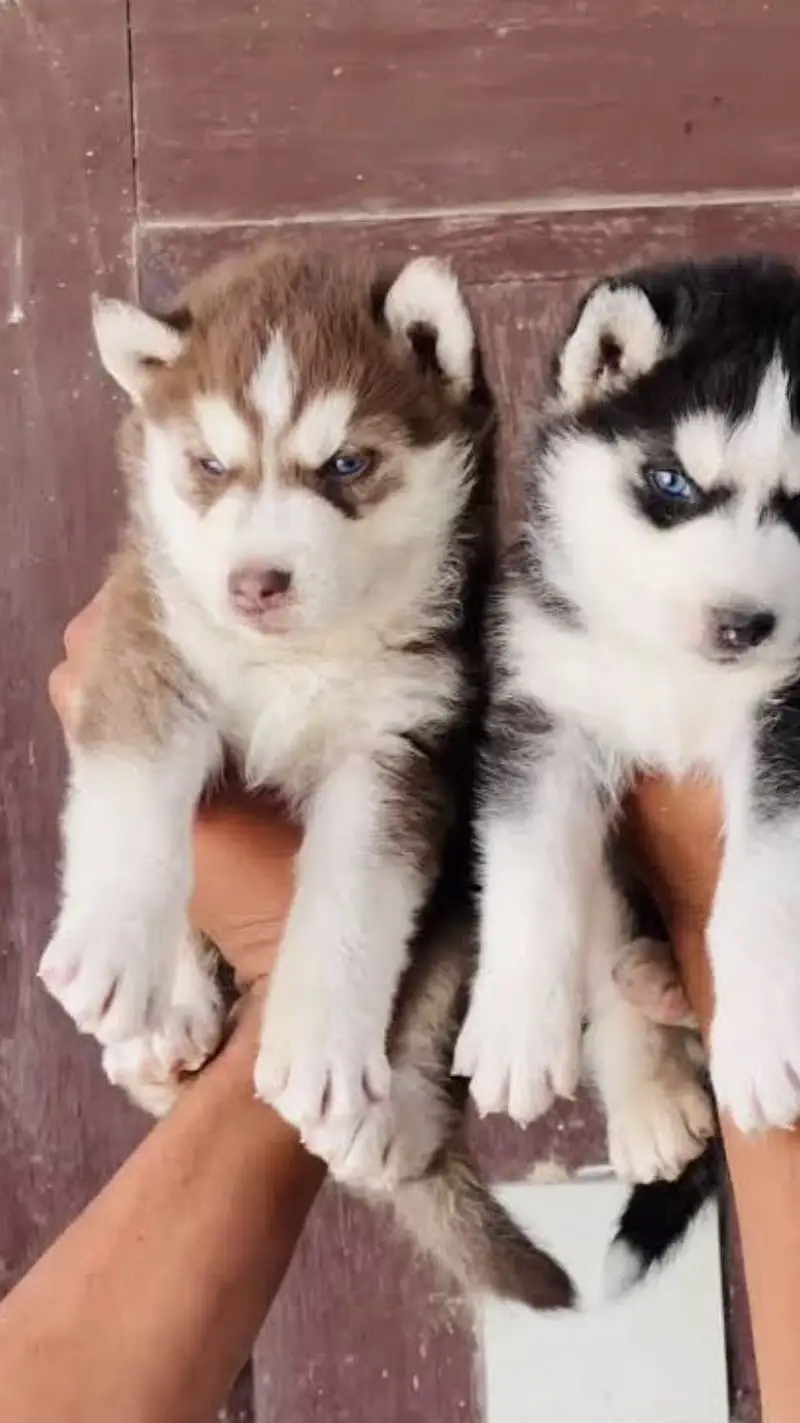 Siberian Husky Adult and Puppies — photo 5