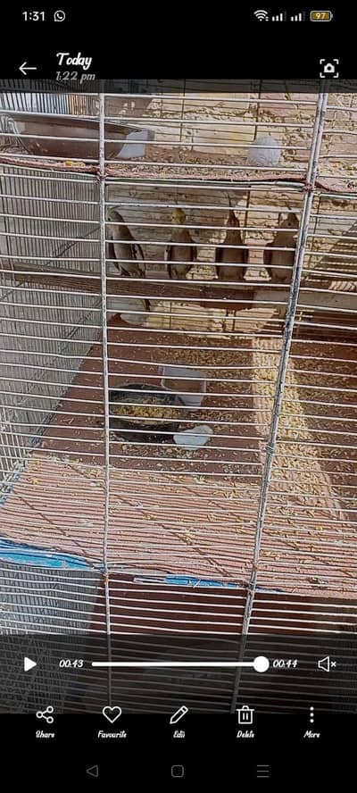 Cocktail Pairs Or Cage Dono Sell karne hain