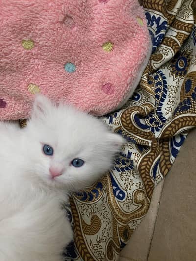 3 Beautiful White Persian Kittens for Sale – 2 Female & 1 Male