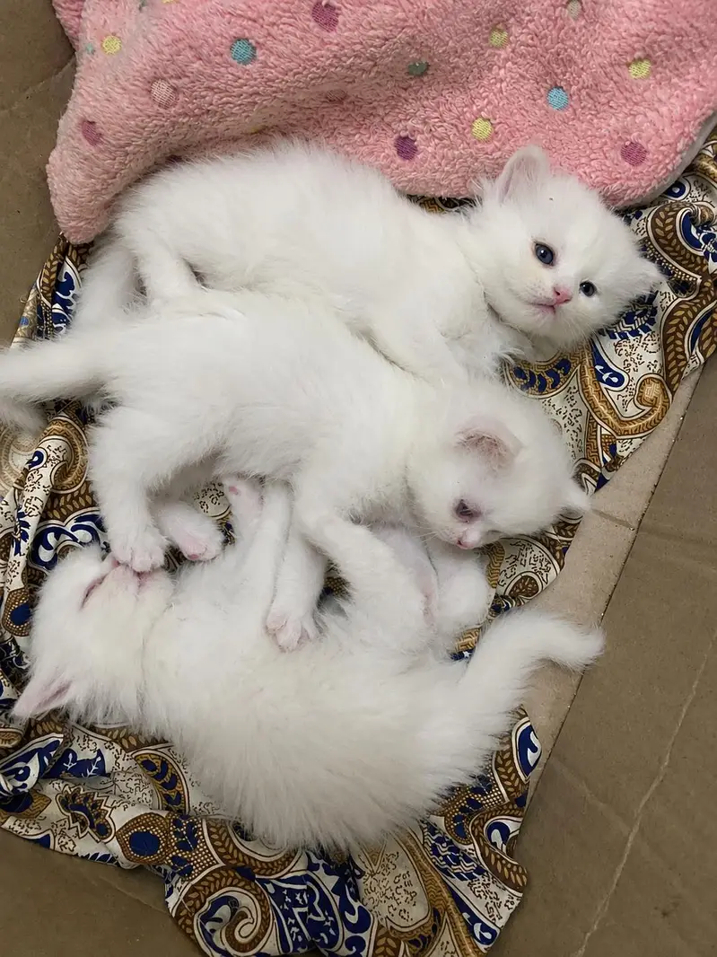 White Persian Kittens for Sale | Blue Eyes | Semi Punch Face | Lahore — photo 2