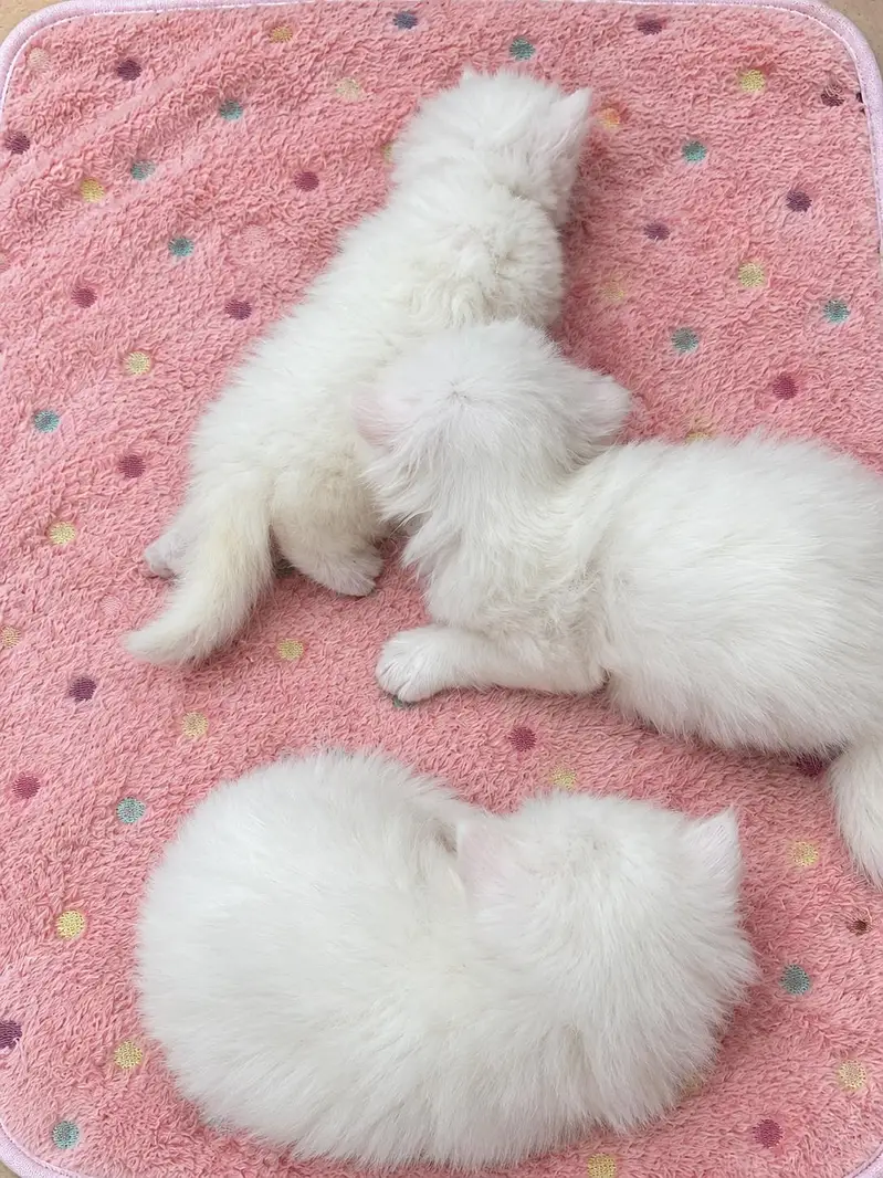 White Persian Kittens for Sale | Blue Eyes | Semi Punch Face | Lahore — photo 3