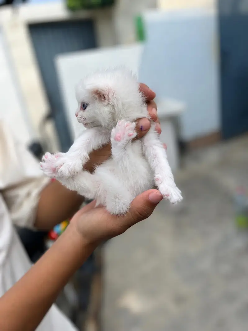 White Persian Kittens for Sale | Blue Eyes | Semi Punch Face | Lahore — photo 4