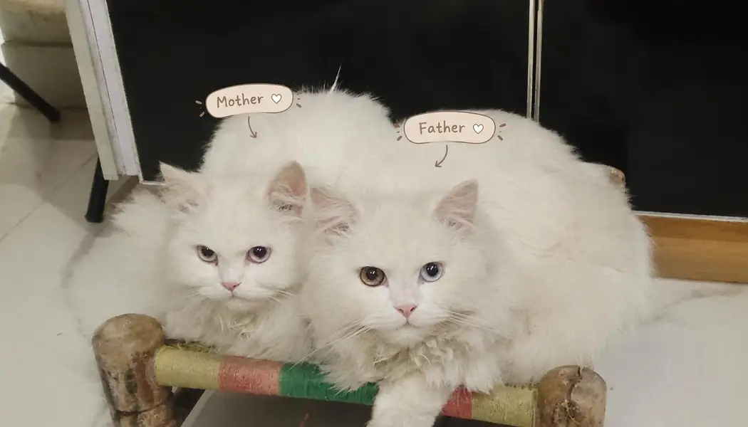 White Persian Kittens for Sale | Blue Eyes | Semi Punch Face | Lahore — photo 5