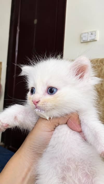 kittens