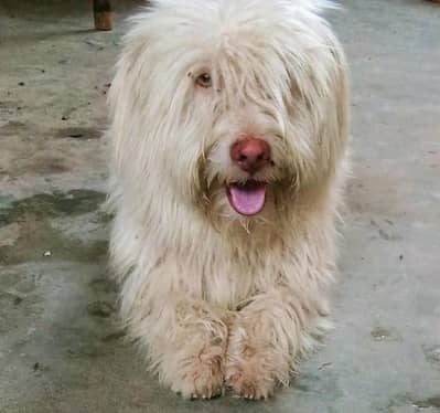 Russian Poodle for Sell