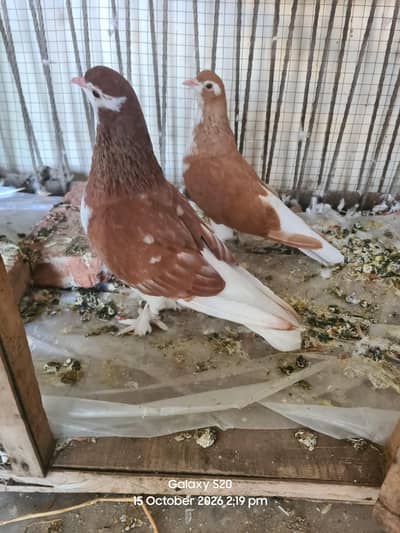 LAAL SHERAZI BREEDER PAIR