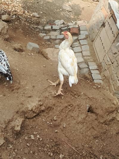 White Aseel Murga for sale urgent