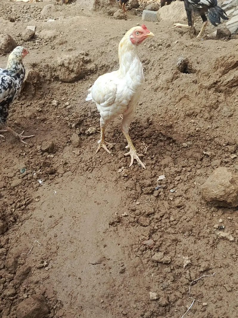 White Aseel Murga for sale urgent — photo 2
