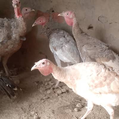 turkey birds in all colours and diffrent ages