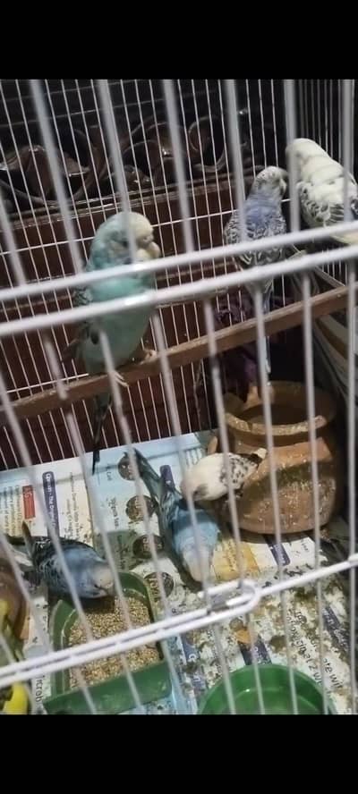 Parrots For Sale