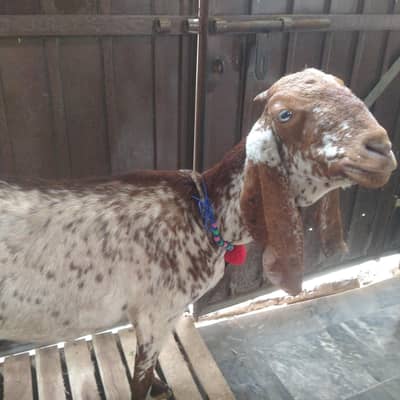 Khoobsurat Bakri Sale Ke Liye – Rs. 50,000
