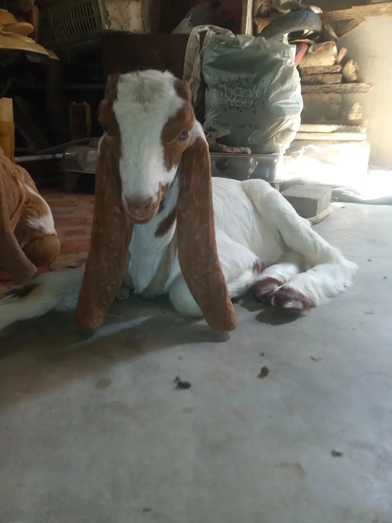 maka chini male — photo 3