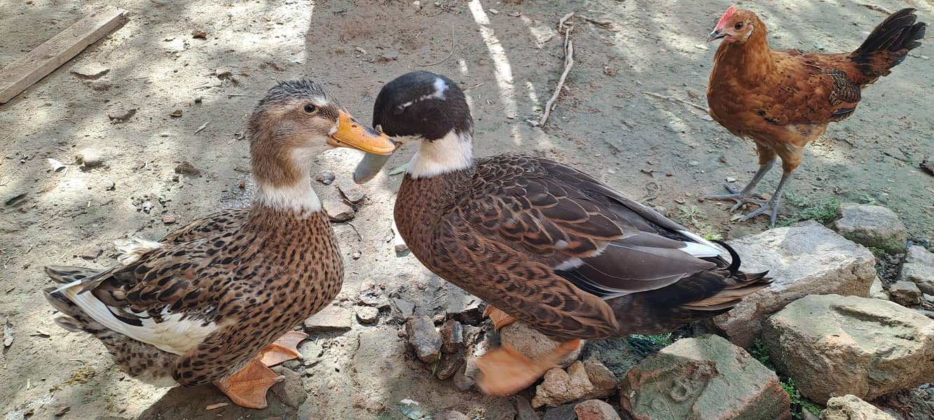 ducks pair 0