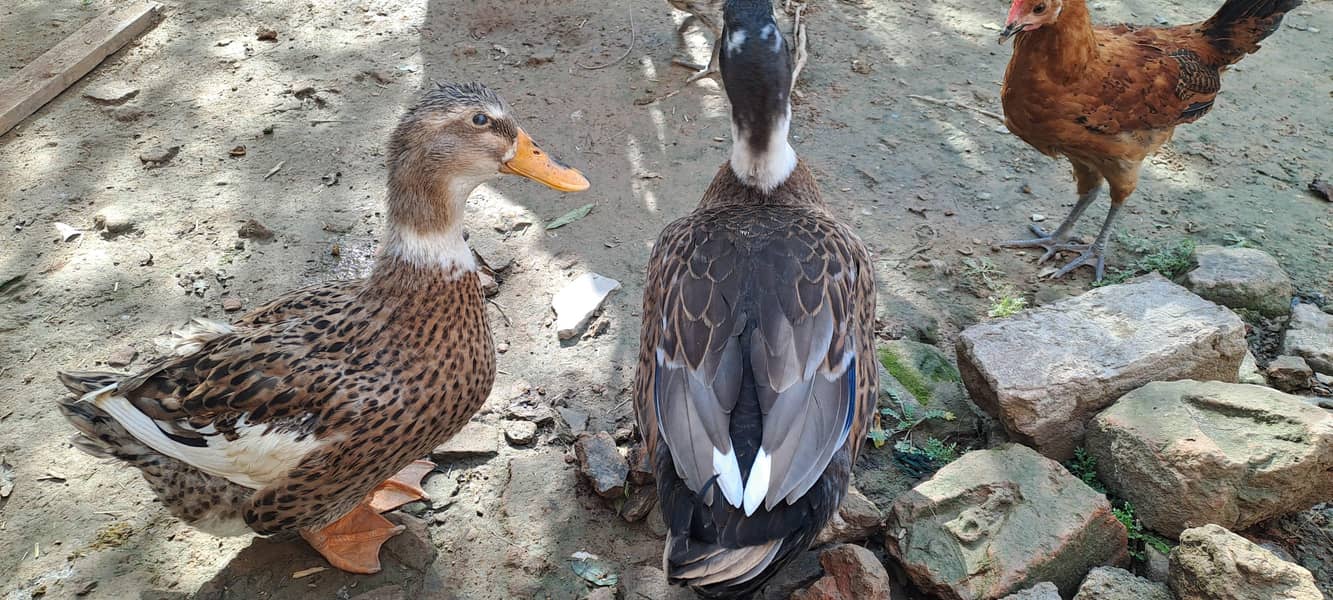 ducks pair 1