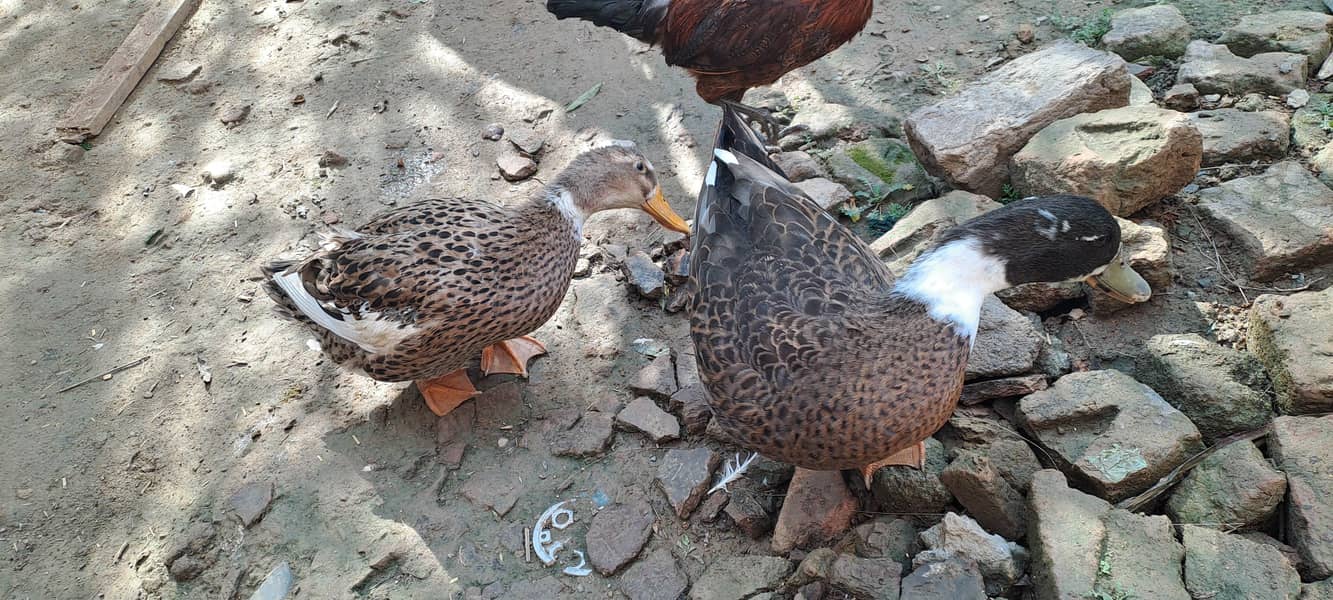 ducks pair 2