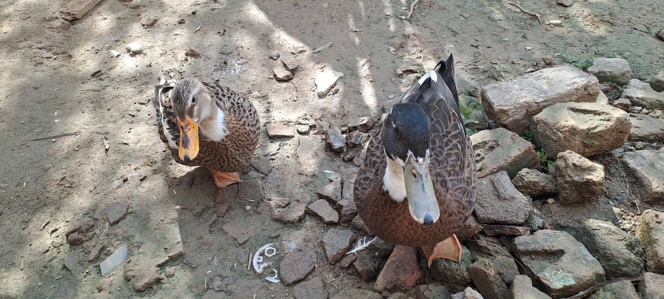 ducks pair 3