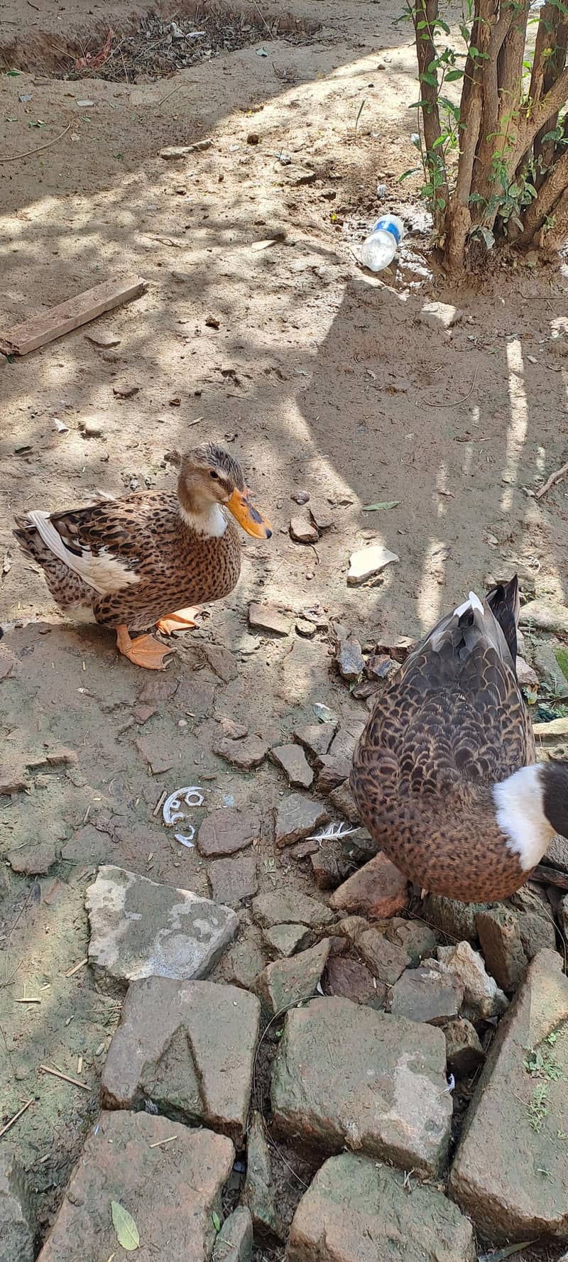 ducks pair 4